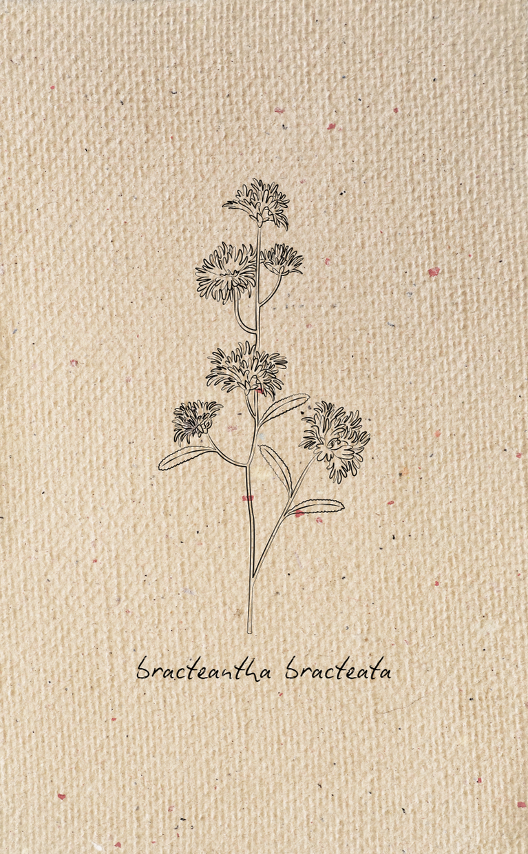 Botanical Tag Bundle - Vol 2