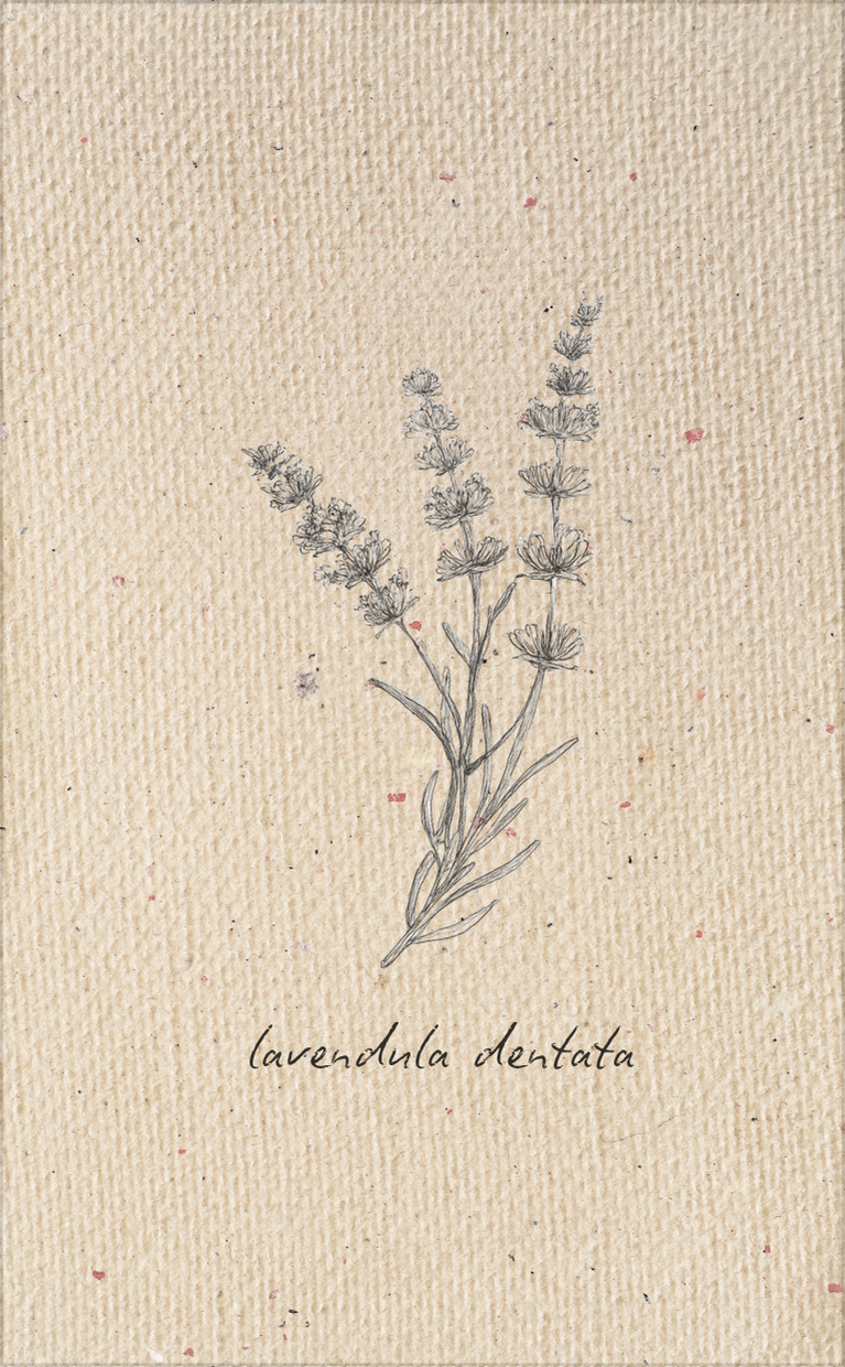 Botanical Tag Bundle - Vol 2